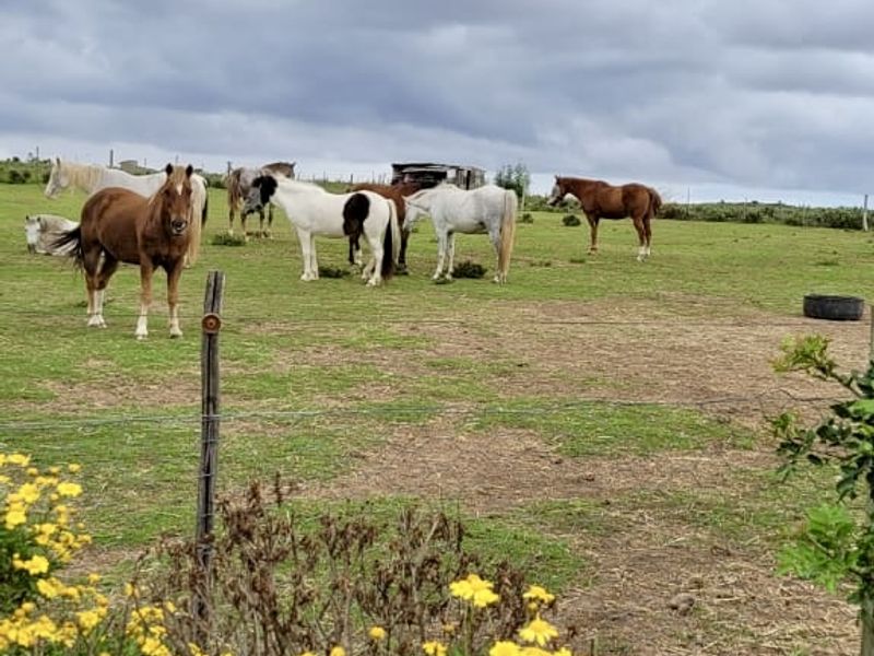 Rietkuil Lifestyle Smallholding with Panoramic Langeberg Views – Create, Escape & Embrace Freedom - Photo 8