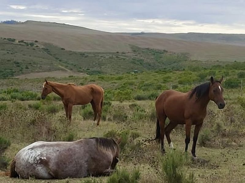 Rietkuil Lifestyle Smallholding with Panoramic Langeberg Views – Create, Escape & Embrace Freedom - Photo 5