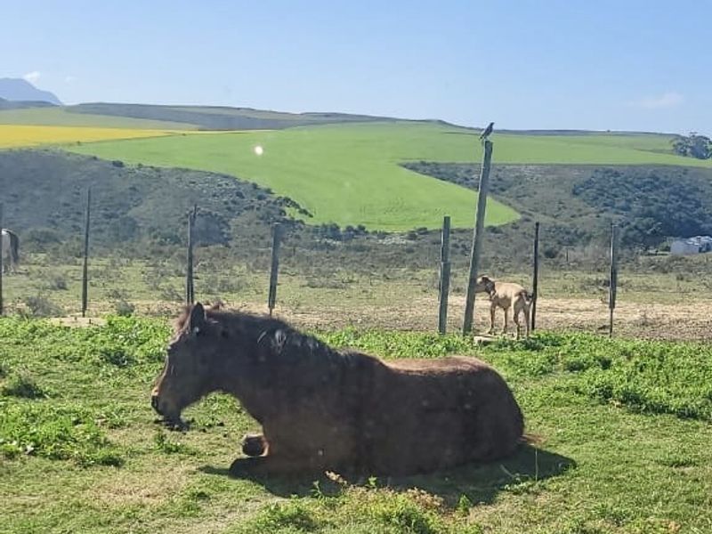 Rietkuil Lifestyle Smallholding with Panoramic Langeberg Views – Create, Escape & Embrace Freedom - Photo 9