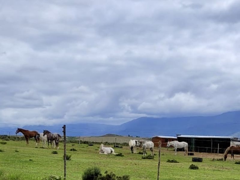 Rietkuil Lifestyle Smallholding with Panoramic Langeberg Views – Create, Escape & Embrace Freedom - Photo 4