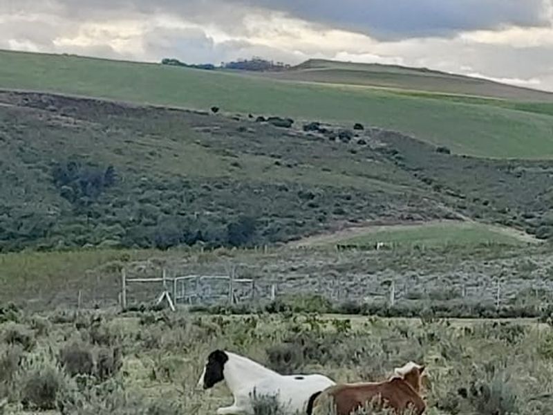 Rietkuil Lifestyle Smallholding with Panoramic Langeberg Views – Create, Escape & Embrace Freedom - Photo 3
