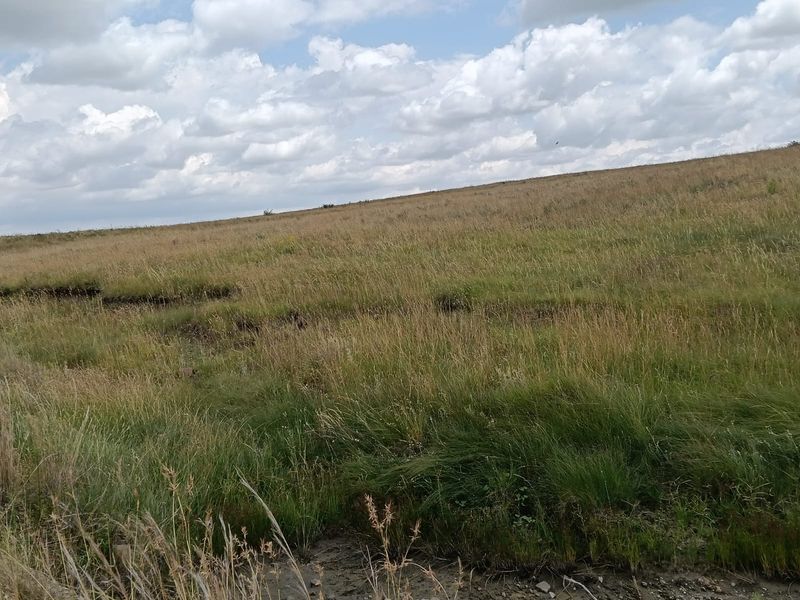 Excellent Cattle Farm - Photo 2
