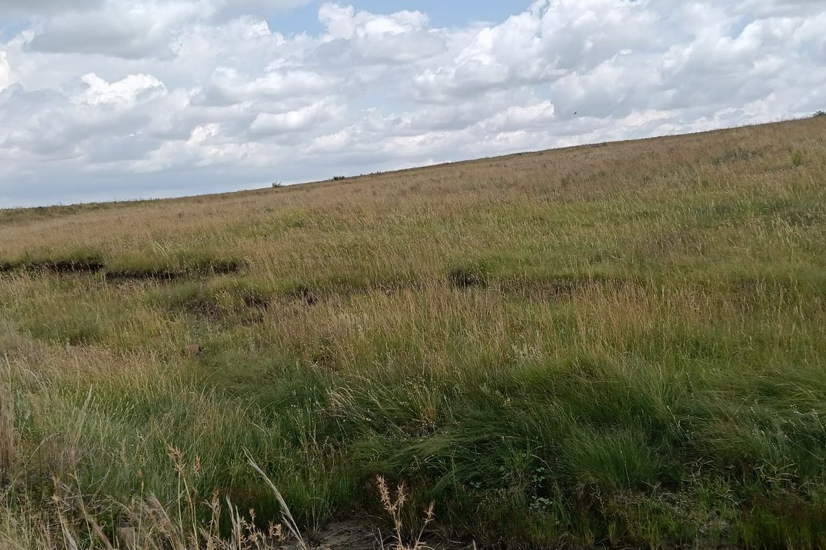 Excellent Cattle Farm - Photo 2