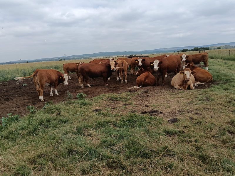 Livestock Farm - Photo 6
