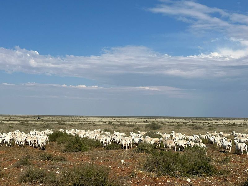 Uitsonderlike netjiese plaas te koop in die Bo-Karoo - Photo 7