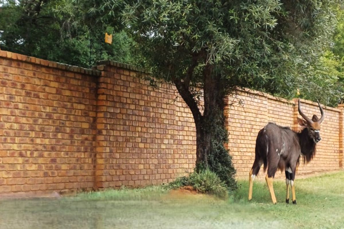 Vacant Stand for Sale in Koro Creek Golf Estate, Modimolle - Photo 3