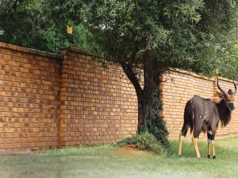 Vacant Stand for Sale in Koro Creek Golf Estate, Modimolle - Photo 3