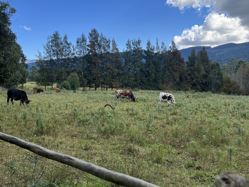 16,65ha Lifestyle farm & Established Guest House Business – Stutterheim, Eastern Cape - Photo 1