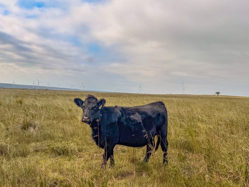 Expansive rural landscape featuring open grazing pasture and distant wind turbines on the horizon.