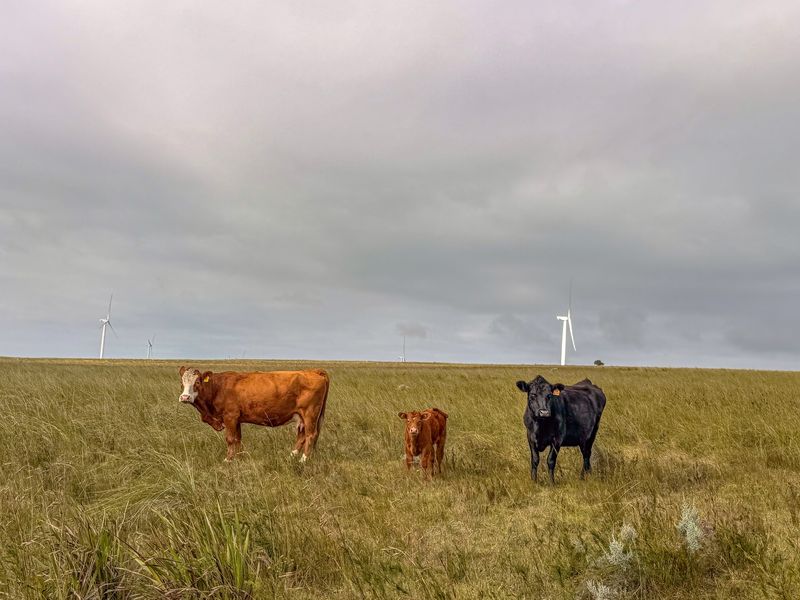 Expansive rural landscape featuring open grazing land and distant wind turbines under a cloudy sky.