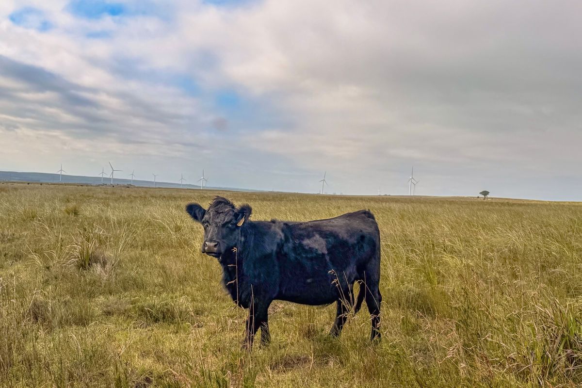 Expansive rural landscape featuring open grazing pasture and distant wind turbines on the horizon.