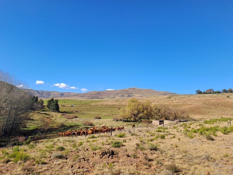 Prime Grazing & Livestock Farm in th Eastern Cape - Photo 5