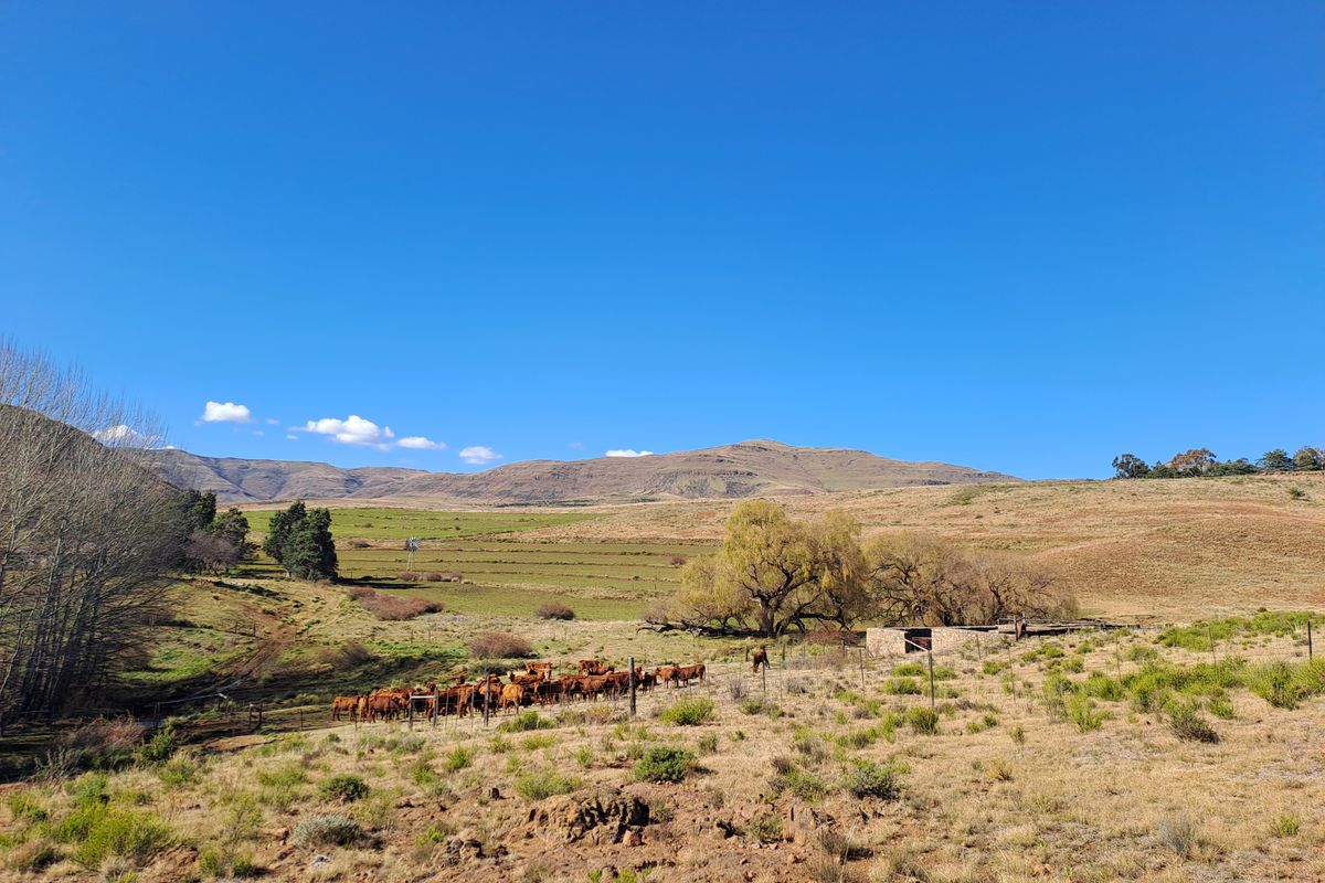 Prime Grazing & Livestock Farm in th Eastern Cape - Photo 5
