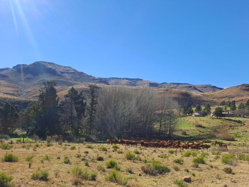 Prime Grazing & Livestock Farm in th Eastern Cape - Photo 6