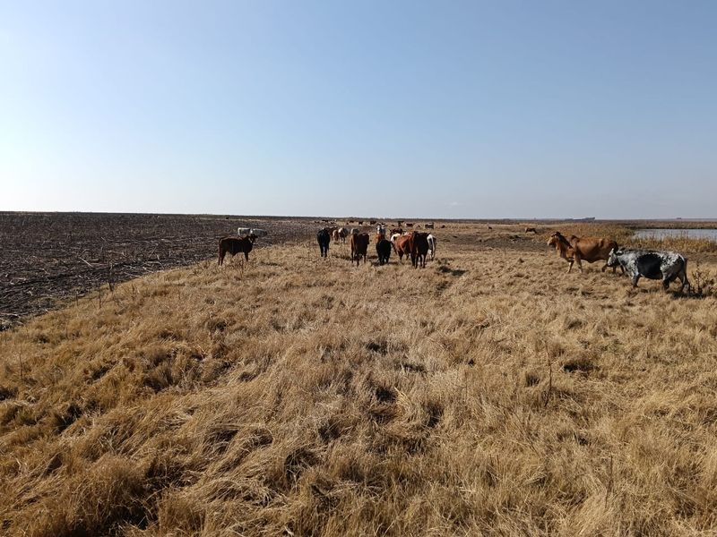 Well-developed mixed farm in the Free State - Photo 10