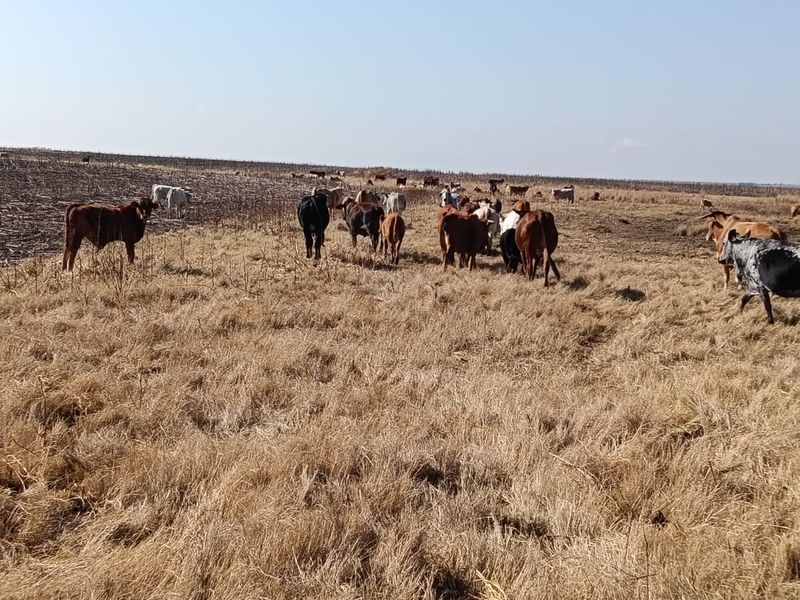 Well-developed mixed farm in the Free State - Photo 9