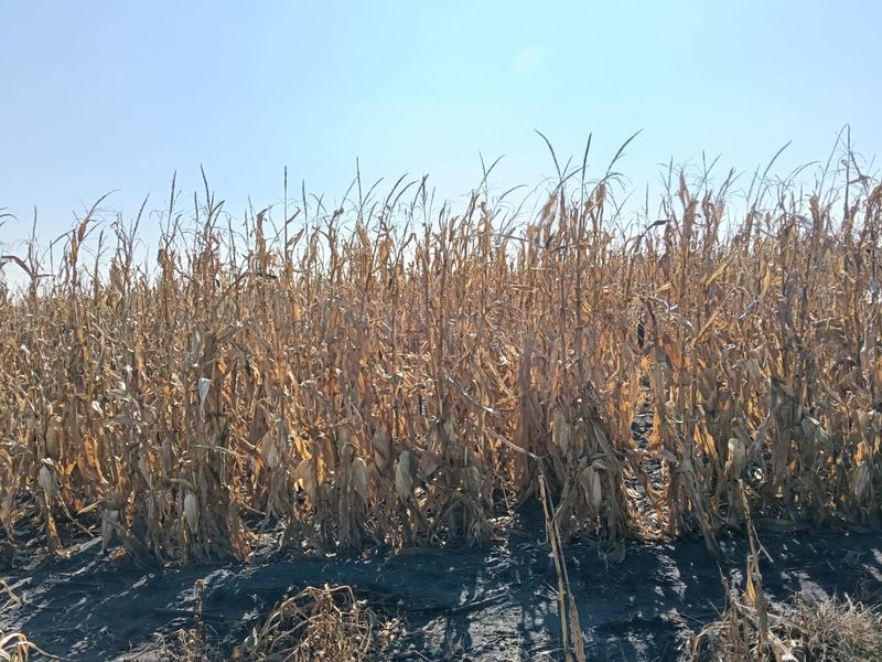 Well-developed mixed farm in the Free State - Photo 8
