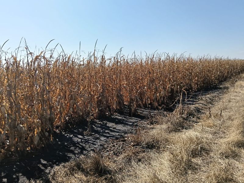 Well-developed mixed farm in the Free State - Photo 7