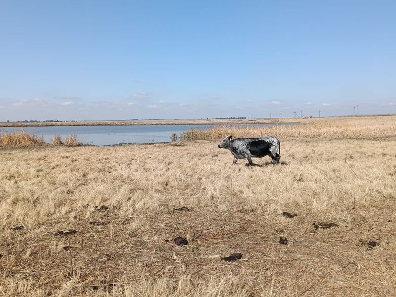 Well-developed mixed farm in the Free State - Photo 4