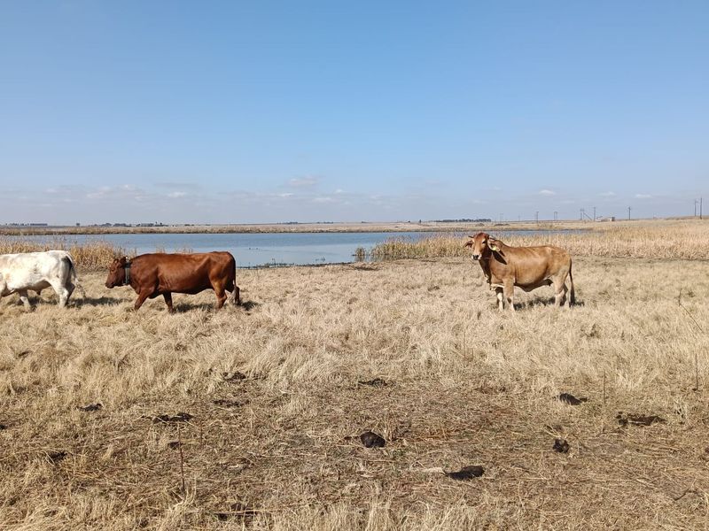 Well-developed mixed farm in the Free State - Photo 3