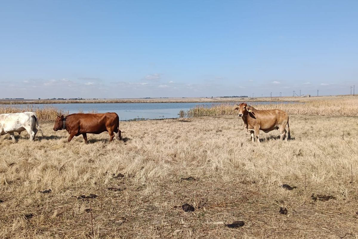 Well-developed mixed farm in the Free State - Photo 3