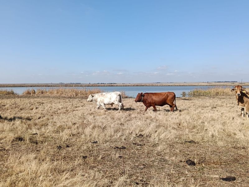 Well-developed mixed farm in the Free State - Photo 2