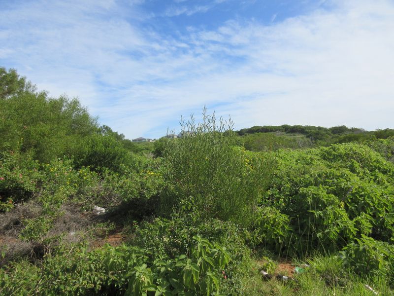 Vacant Land in Emerald Heights, Port Alfred - Photo 10