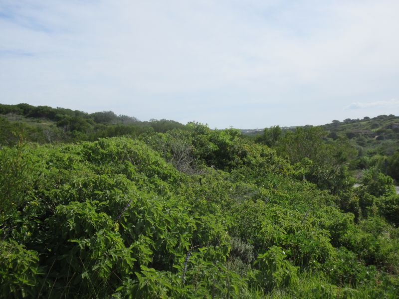 Vacant Land in Emerald Heights, Port Alfred - Photo 8