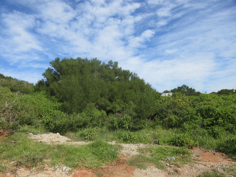 Vacant Land in Emerald Heights, Port Alfred - Photo 4