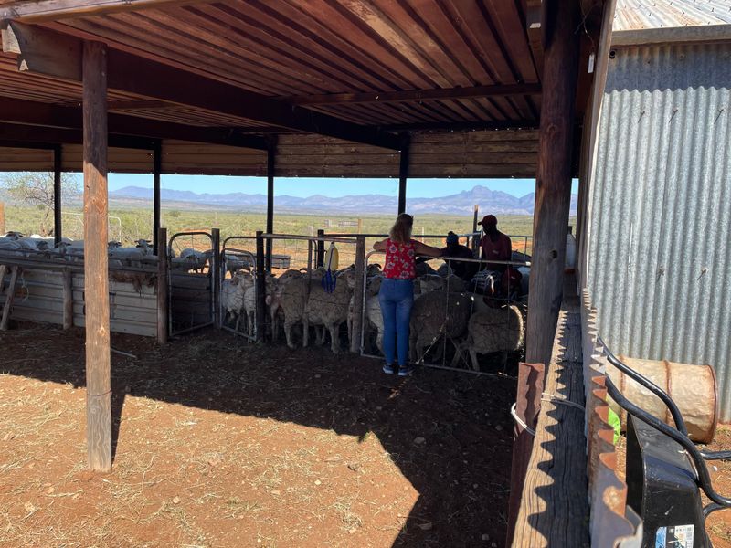 A functional farm utility structure featuring a corrugated iron roof, timber support posts, and metal livestock fencing, suitable for agricultural operations.