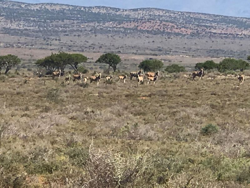 A scenic landscape view of the farm property featuring open veld and natural wildlife.