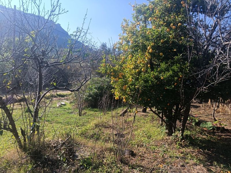 A natural garden area featuring mature fruit trees and established vegetation with mountain views in the background.