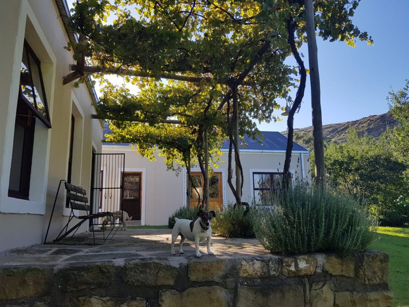 A charming stone-paved patio area featuring a natural grapevine pergola, providing a shaded outdoor space overlooking the garden.