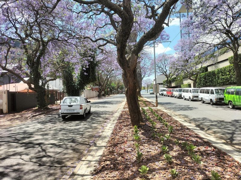 A view of a tree-lined street featuring mature jacaranda trees in bloom, paved road, and landscaped verge.