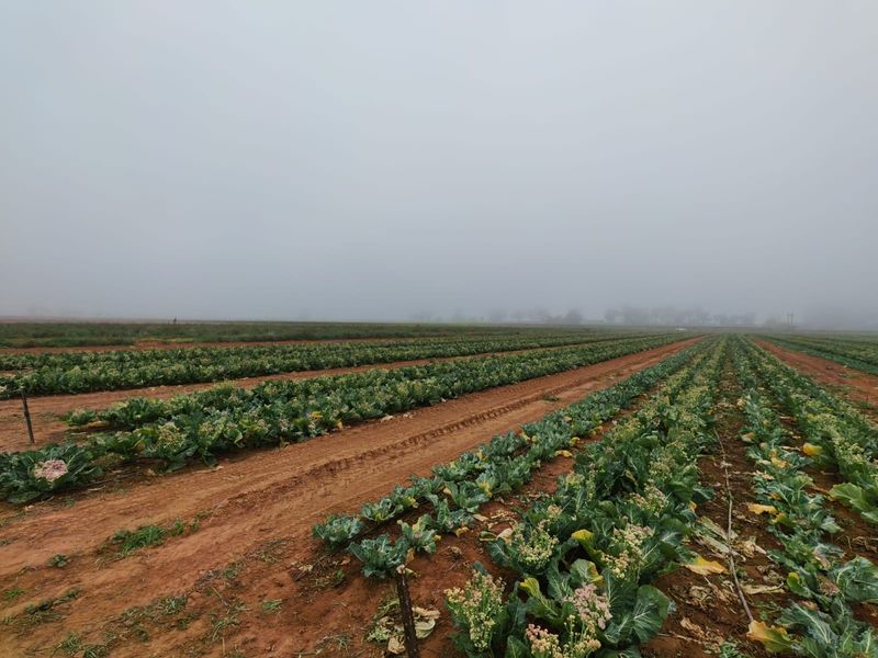 Expansive agricultural farmland featuring organized crop rows under overcast conditions, suitable for large-scale farming operations.