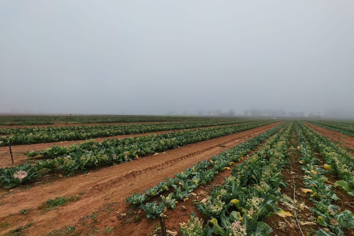 Expansive agricultural farmland featuring organized crop rows under overcast conditions, suitable for large-scale farming operations.