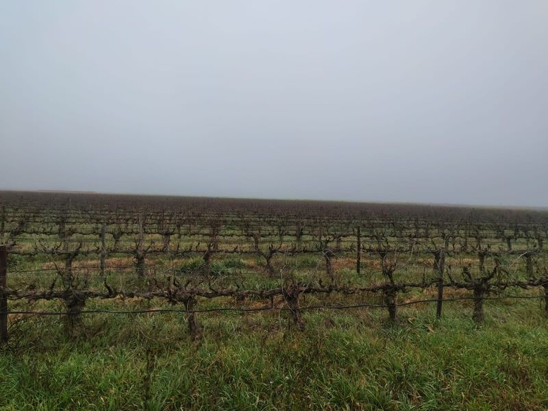 Expansive view of a dormant vineyard featuring established vine rows with trellis and irrigation infrastructure under an overcast sky.
