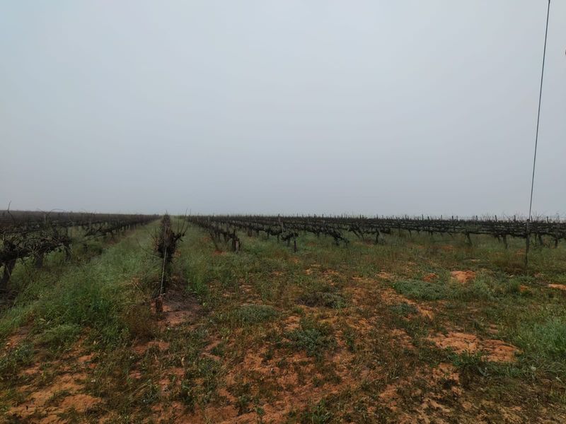 An expansive view of a dormant vineyard on a farm, featuring established trellis infrastructure across the agricultural land.