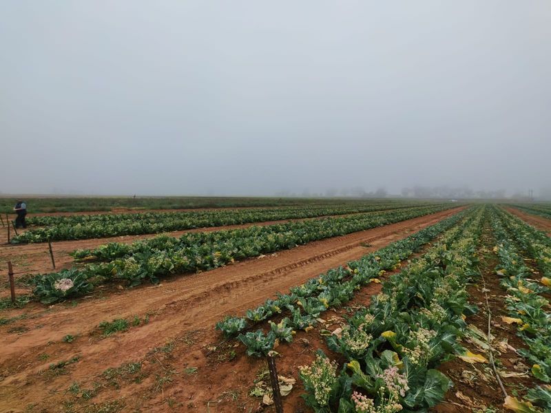 Expansive cultivated farmland featuring rows of crops under overcast conditions, showcasing the agricultural potential of the property.