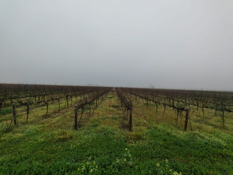 A view of the farm's vineyard rows featuring established trellising infrastructure under overcast conditions.