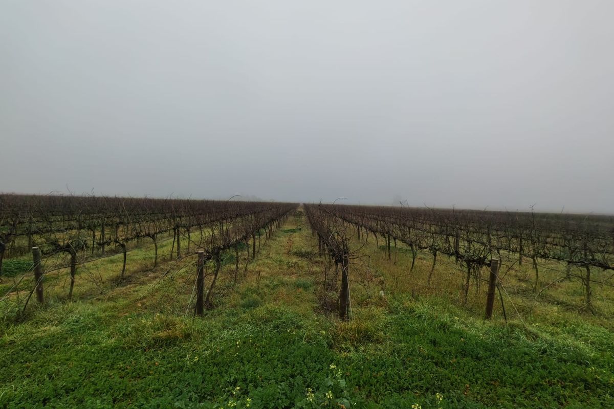 A view of the farm's vineyard rows featuring established trellising infrastructure under overcast conditions.
