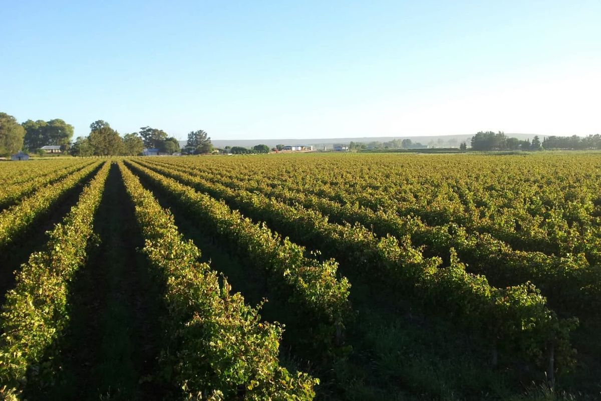 Expansive view of a well-maintained vineyard with neatly aligned rows of grapevines stretching across the farm landscape.