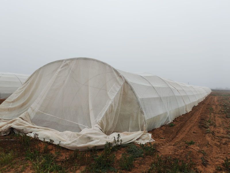Large agricultural polytunnel structure with metal framing and protective plastic sheeting, situated on open farmland.