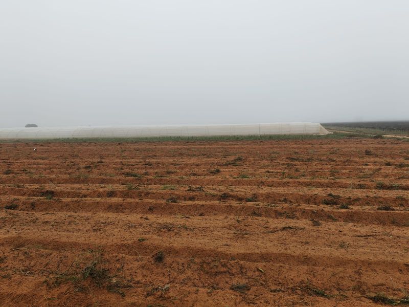 A view of a large, cultivated farm field featuring a long polytunnel structure under an overcast sky.