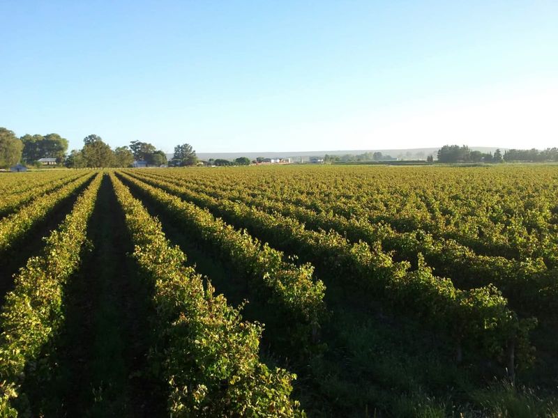 Expansive view of a well-maintained vineyard with neatly aligned rows of grapevines stretching across the farm landscape.