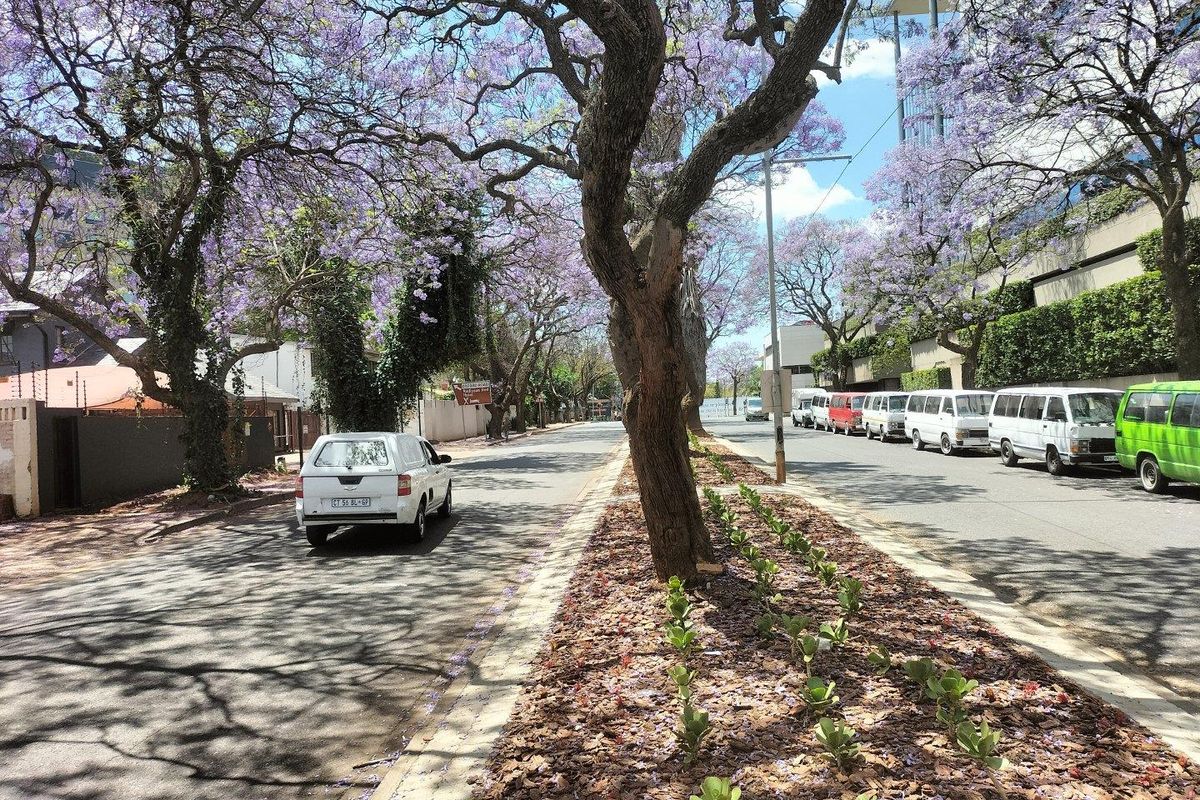 A view of a tree-lined street featuring mature jacaranda trees in bloom, paved road, and landscaped verge.