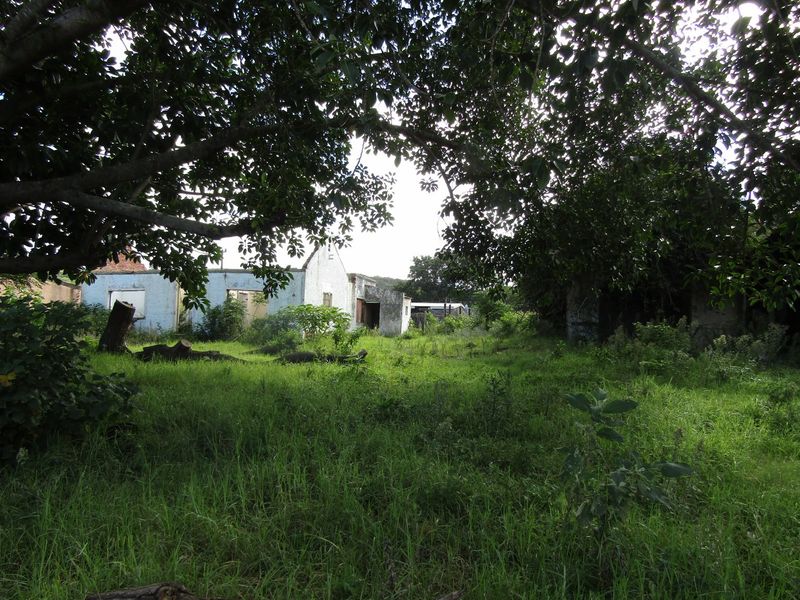 A view of a vacant residential plot featuring overgrown vegetation, mature trees, and the remains of dilapidated structures on the property.