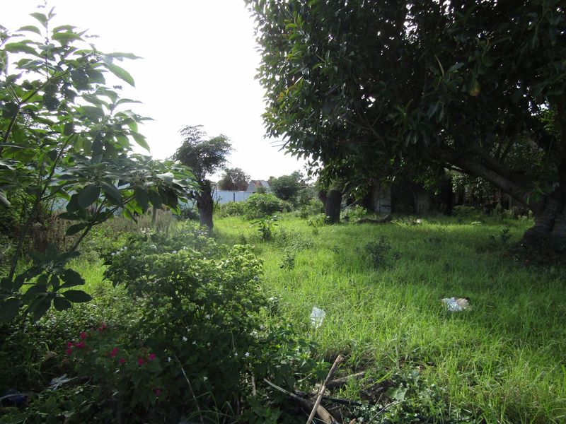 A view of an overgrown residential garden plot featuring mature trees and established vegetation, offering potential for landscaping or development.