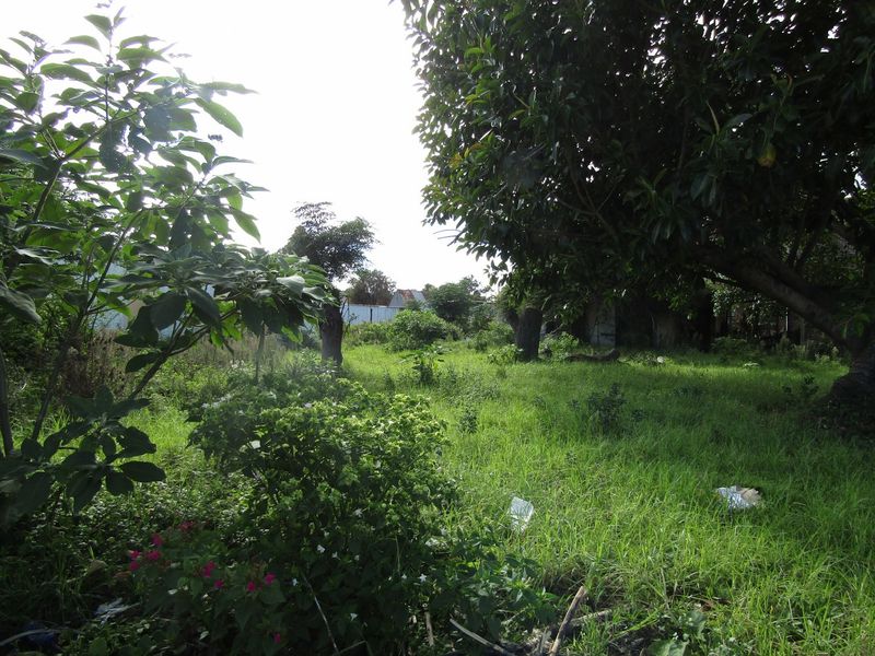 A view of a residential plot featuring mature trees and an overgrown grass lawn.