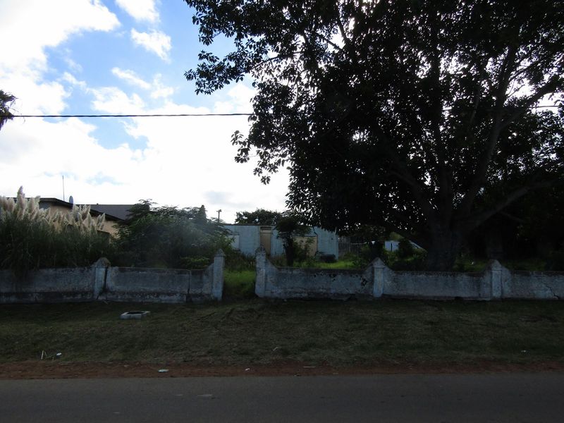 Street view of a residential plot featuring a weathered boundary wall, mature tree, and overgrown vegetation on the property.